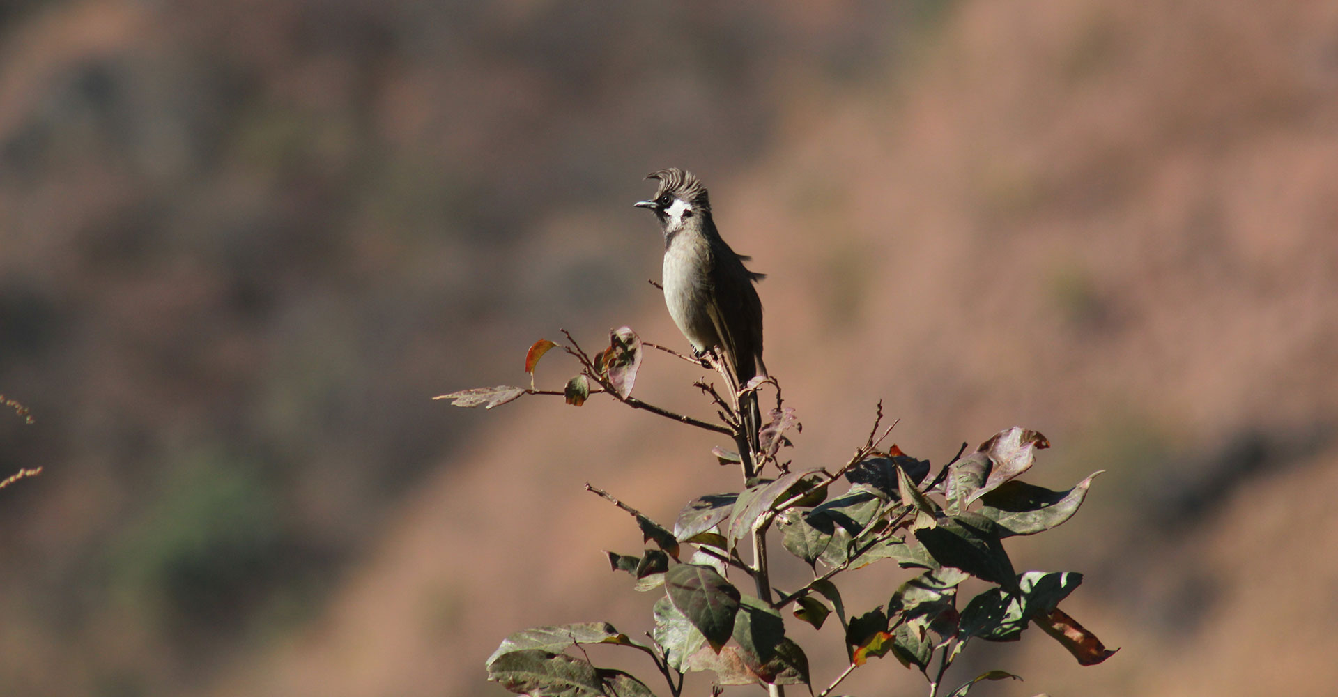 birdwatching